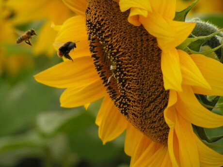 Aanval op zonnebloem