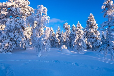 Lapland wintertime