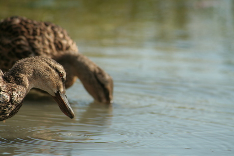 Ducks from france