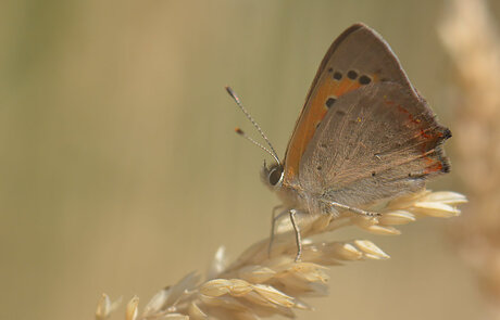 Lycaena Phlaeas (Kleine Vuurvlinder)