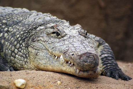 de krokodil