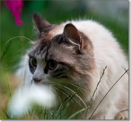 Kat in een tuin in Castellane (F)