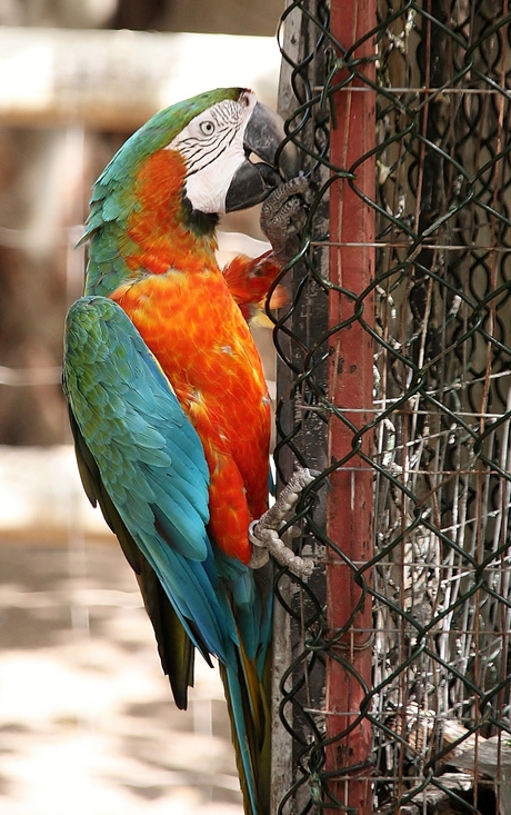 Papagaai