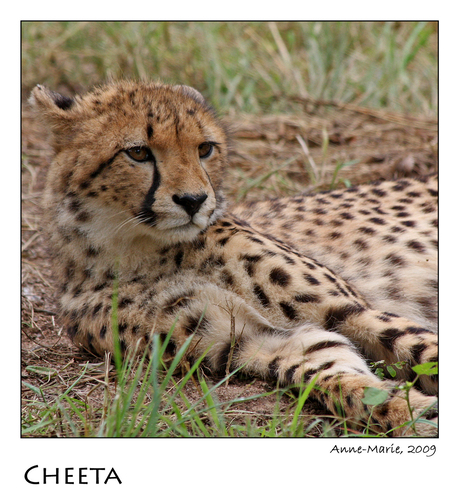 Cheeta