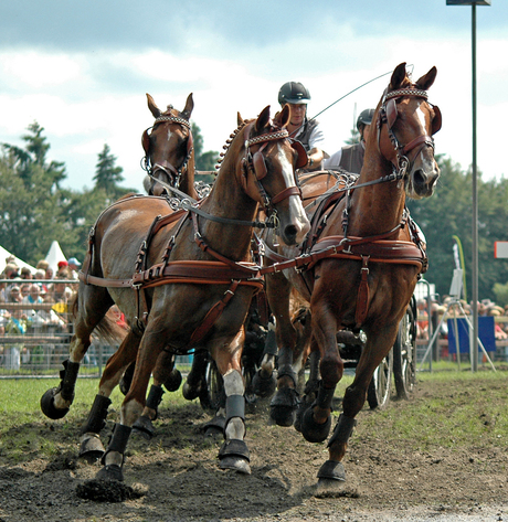 menwedsrtijd de vierspan paarden