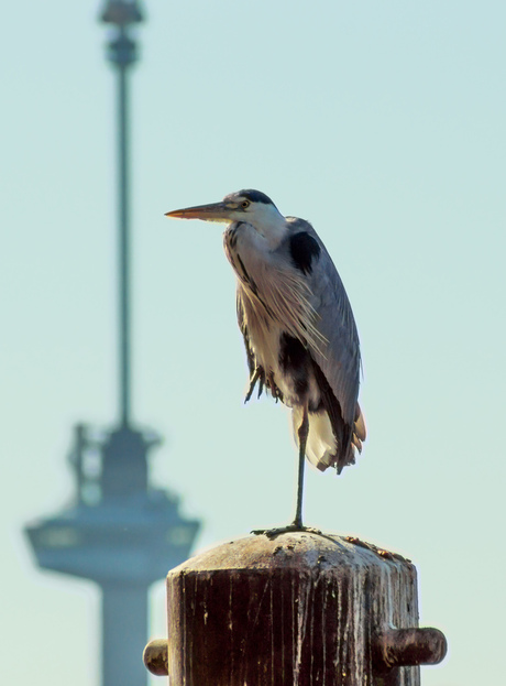 Reiger uit Rotterdam