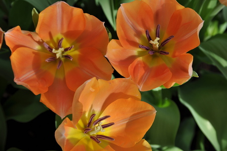 Bloemenpracht in de Keukenhof