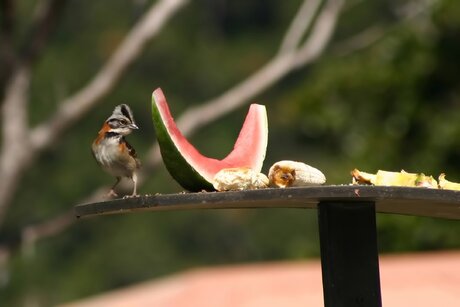 vogeltjes voeren