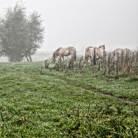 Mystic horses in the fog (2)