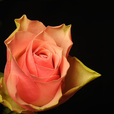 A Valentine's rose