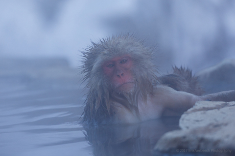 Snow Monkey in Japan