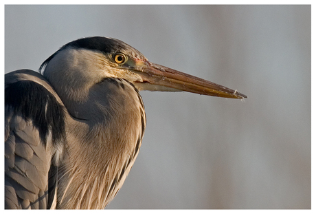 Reiger