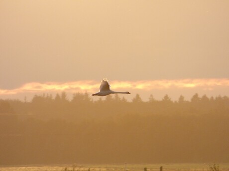 Zwaan op 200 meter bij zonsondergang