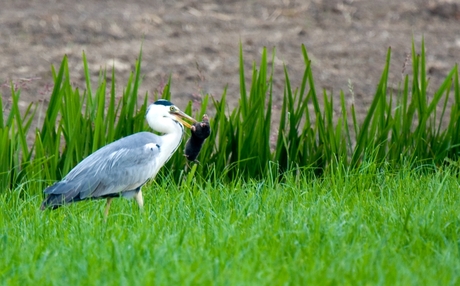 Reiger & mol