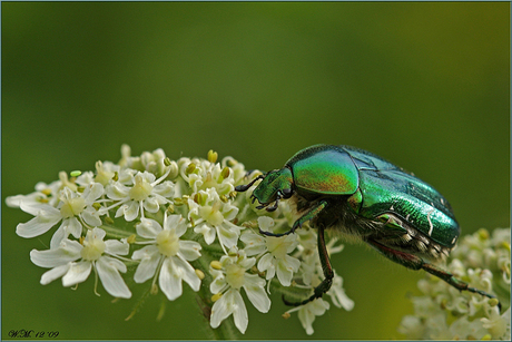 Cetonia aurata