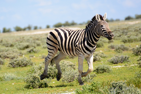 Zebra Namibie