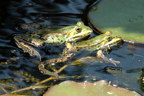 Love is in the air, eh water