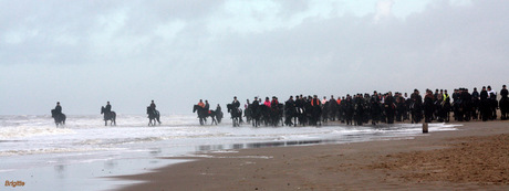 300 Friese paarden aan zee
