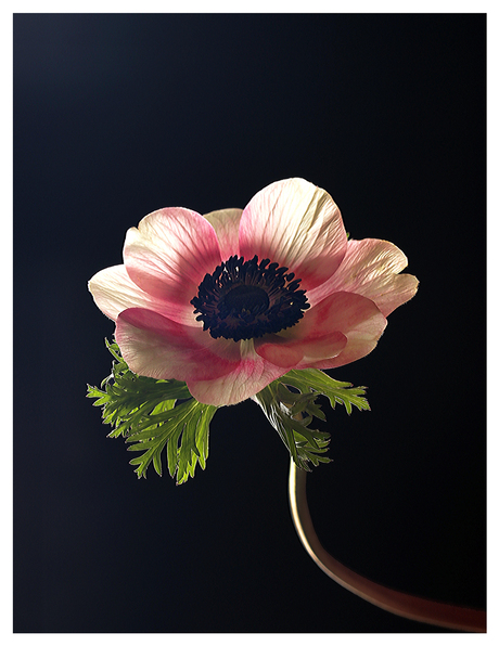 anemone light