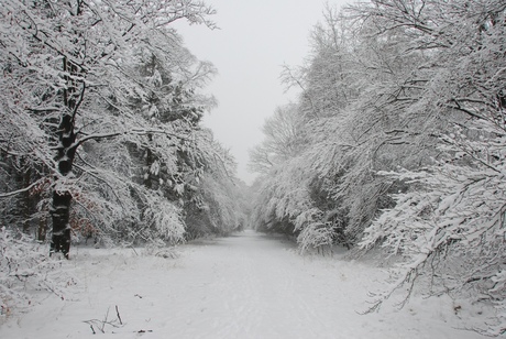 Brabants winterlandschap