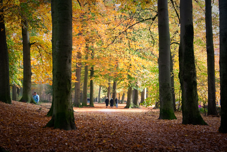 Lopen door het bos