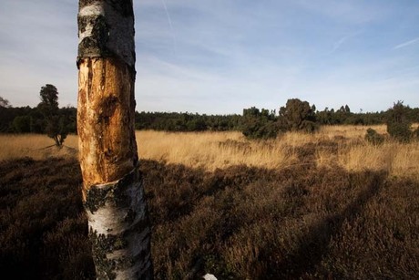 Berk op de veluwe