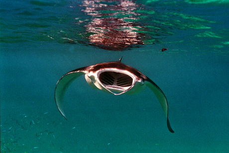 Manta