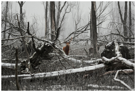 Oostvaardersplassen