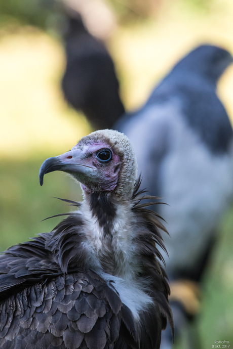 Canon Experience Day - Roofvogels_09