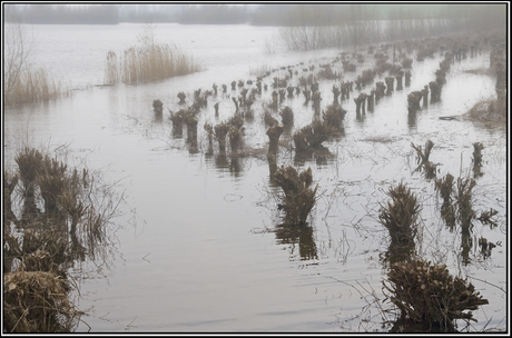Knotwilgen langs de Maas