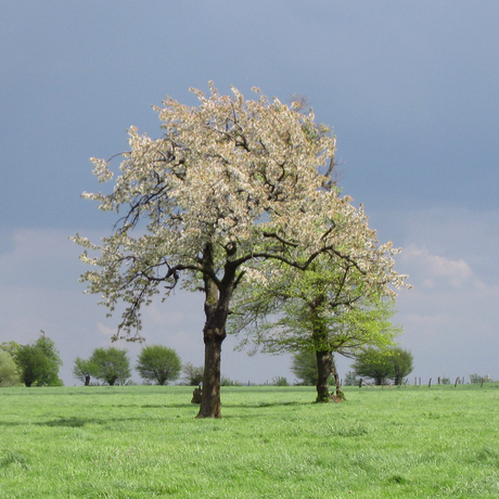 Fruitboom in de wei!