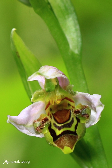 bijen-orchis