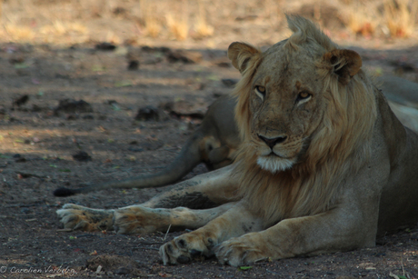 Leeuw in South Luangwa NP