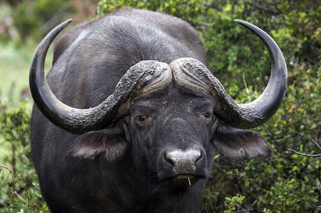 Buffalo at Addo-Elephant Parc