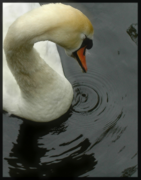 Tears off A Swan