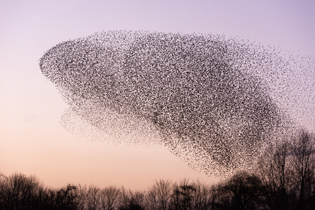 Starling | Whale