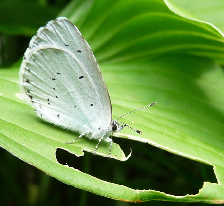 P1170839 vlinder