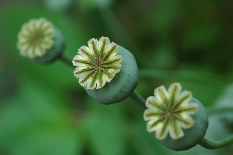 Papaver