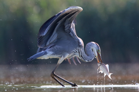 Heron