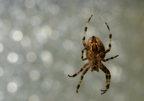 Kruisspin (Araneus Diadematus)