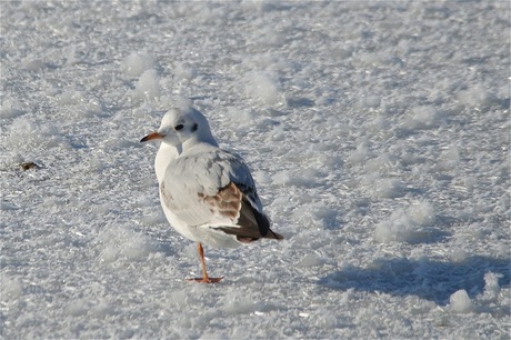 vogel op ijsvlakte