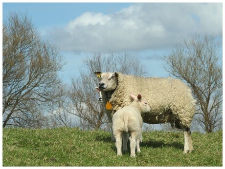 Schaap op dijk