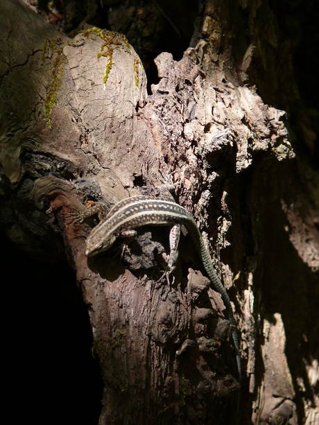 Hagedis in de vlindervallei Rhodos