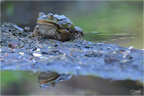 Spiegeltje, spiegeltje aan de wand....