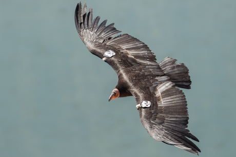 California condor