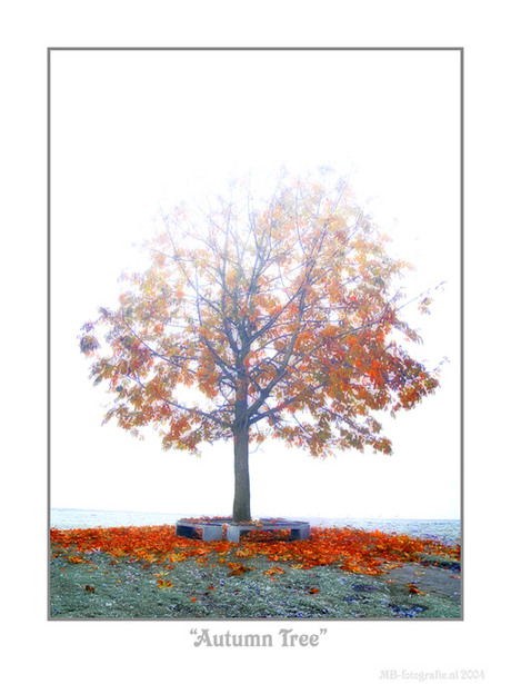 Autumn Tree