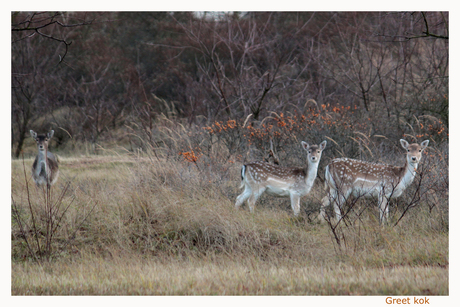 Ik was vanmiddag in de AWD