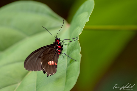 Papilio Anchisiades