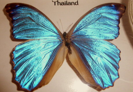 Morpho Menelues