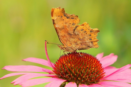 Gehakelde Aurelia